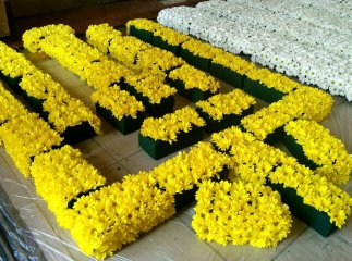 В Ужгороді почали працювати над масштабною квітковою композицією