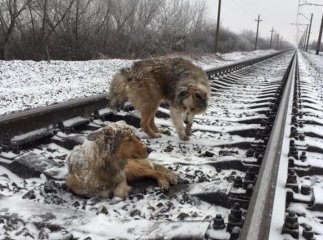 Українців вразила історія про собачу вірність, яка трапилась на Закарпатті