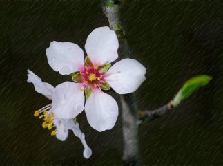 З якої погоди почнеться квітень: у перші дні прогнозують одну неприємність