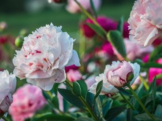 Весняне підживлення півоній