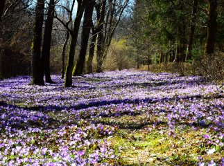 Туристи їдуть у дендропарк неподалік Мукачева, щоб побачити цвітіння шафранів