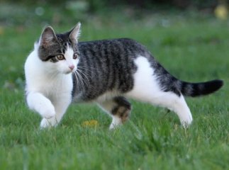 Коротке життя домашніх улюбленців: кішки яких порід живуть найменше