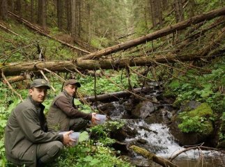 У гірські річки Рахівщини випустили понад 15 тисяч мальків форелі