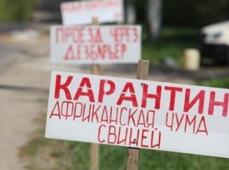 Через африканську чуму свиней на Іршавщині встановили карантинні обмеження