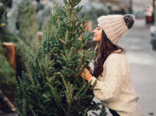 Почався продаж новорічних ялинок: яка ціна за 1 метр деревця