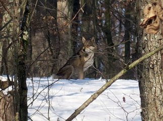Біля Ужгорода фотограф зняв справжнього вовка