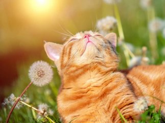 Синоптики повідомили, з якого числа прийде відчутне весняне потепління