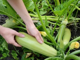 Урожай збиратимете відрами: чим підживити кабачки влітку