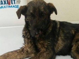 В Ужгороді врятували від смерті скалічене цуценя