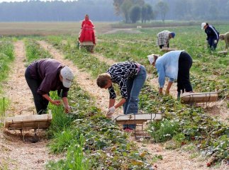Кілька країн ЄС пропонують заробітчанам роботу, але є нюанси