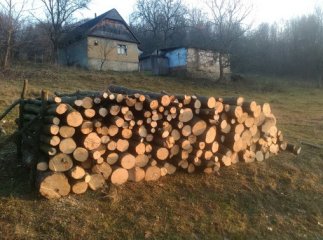 Правоохоронці зловили чоловіка, який незаконно вирубував ліс