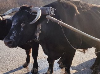 Господар із Ужгородщини утримує рідкісних для Закарпаття волів, які знімались у фільмі