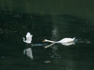 На річці Уж трапилась "бійка" пернатих