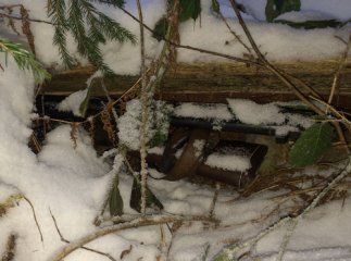 Правоохоронці виявили у лісі застреленою косулю (ФОТО 18+)