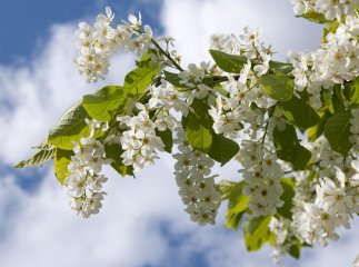 Чому не можна садити черемху в саду