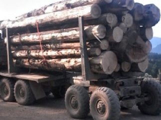 Рахівські поліцейські затримали 60 кубів "лівого" лісу