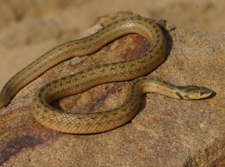 У Мукачеві змія вкусила дитину. Протиотрути в реанімації не виявилось, – соцмережі