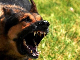 Посеред міста собаки покусали жінку. Власника псів притягнули до відповідальності