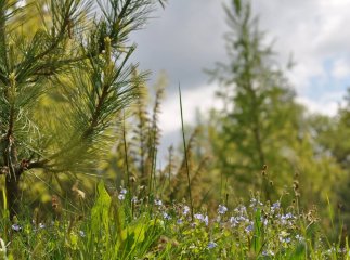 На Великоберезнянщині вирощуюь рослини, завезені з Північної Америки, Нової Зеландії, Японії та Кореї