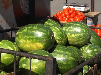 У Закарпатті почали вирощувати кавуни за херсонською технологією