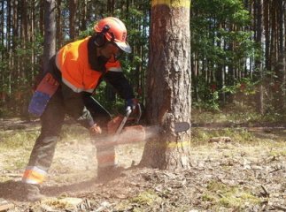 На Рахівщині внаслідок падіння частини дерева загинув чоловік