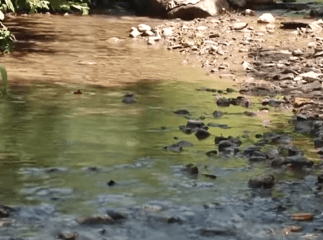 Закарпатці розповіли про дивне явище: за мить у водоймах загинула риба, а рослини поблизу – вигоріли