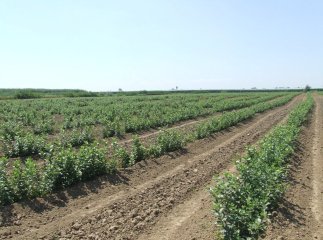 На Закарпатті реалізують інноваційний проект "Енергетична верба"