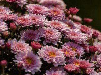 Скільки цьогоріч коштують квіти та вінки до 1 листопада