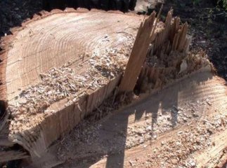 Закарпатець постане перед судом за незаконну рубку лісу