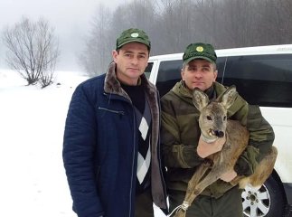 Рятуючись від вовків, козуля потрапила на подвір’я закарпатця