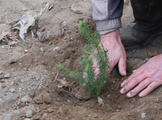 В Ужгороді почали озеленювати стадіон «Авангард»
