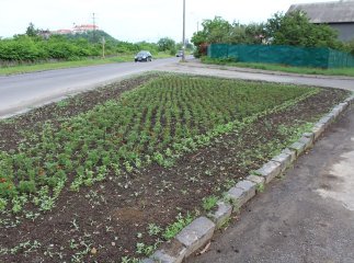 У Мукачеві з’явились два нові квітники