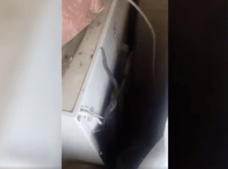 Змія заповзла до оселі та добряче налякала мешканців
