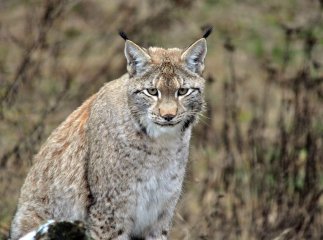 Рись полює за порушниками разом із прикордонниками