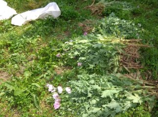 Мешканки Закарпаття активно вирощують нарковмісні рослини