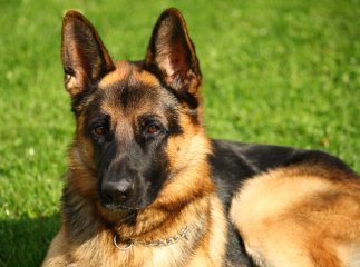 В Ужгороді вперше відбулася спеціалізована виставка собак породи німецької вівчарки (ВІДЕО)