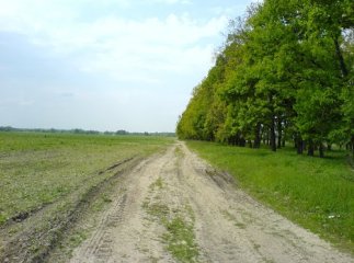 На Херсонщині у лісосмузі знайшли тіло відомого фермера