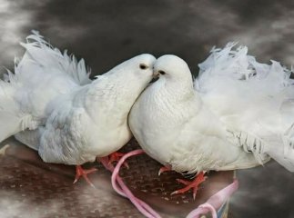 Закарпатець розповів про своє "крилате" хобі