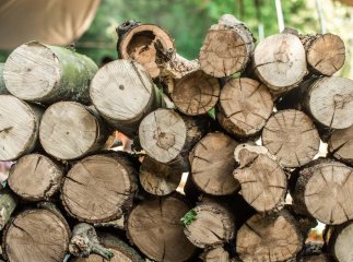 Який документ потрібно одержати, щоб самому легально заготовити дрова у лісі