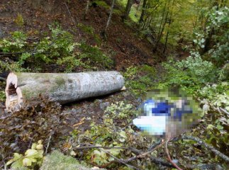 Під час заготівлі дров у лісі загинув закарпатець