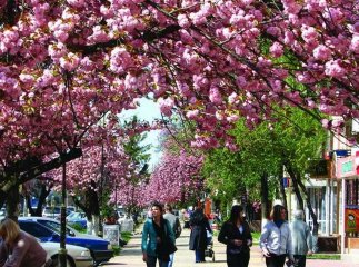 В Ужгород приїжджають сотні туристів, аби насолодитися цвітінням сакур