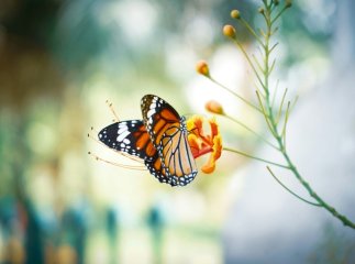 Яке сьогодні свято