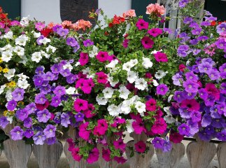 Як правильно обрізати петунії, щоб вони цвіли все літо