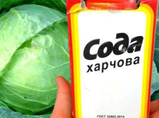 Зробіть цей хитрий трюк із содою — капуста виросте, як на дріжджах Натуральне добриво для капусти