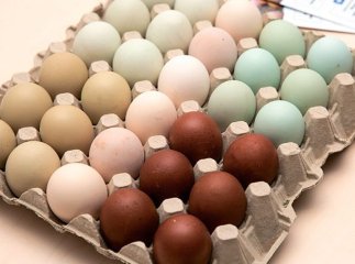 В Україну завезли курей, які несуть кольорові яйця Кольорові яйця