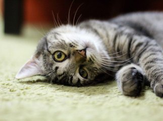 Як назвати кота: 20 варіантів імен