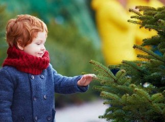Відомо, де в Мукачеві продаватимуть живі ялинки