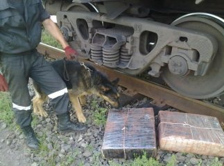 На українсько-словацькому кордоні службовий собака виявив контрабандний тютюн