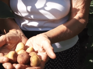 На плантації у Виноградові зібрана найбільша колекція екзотичних фруктів