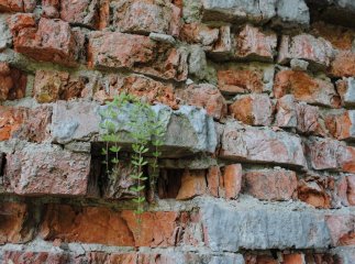 Мешканці житлового будинку по вулиці Московській потерпають від сусідства з напівзруйнованою будовою (ФОТО)